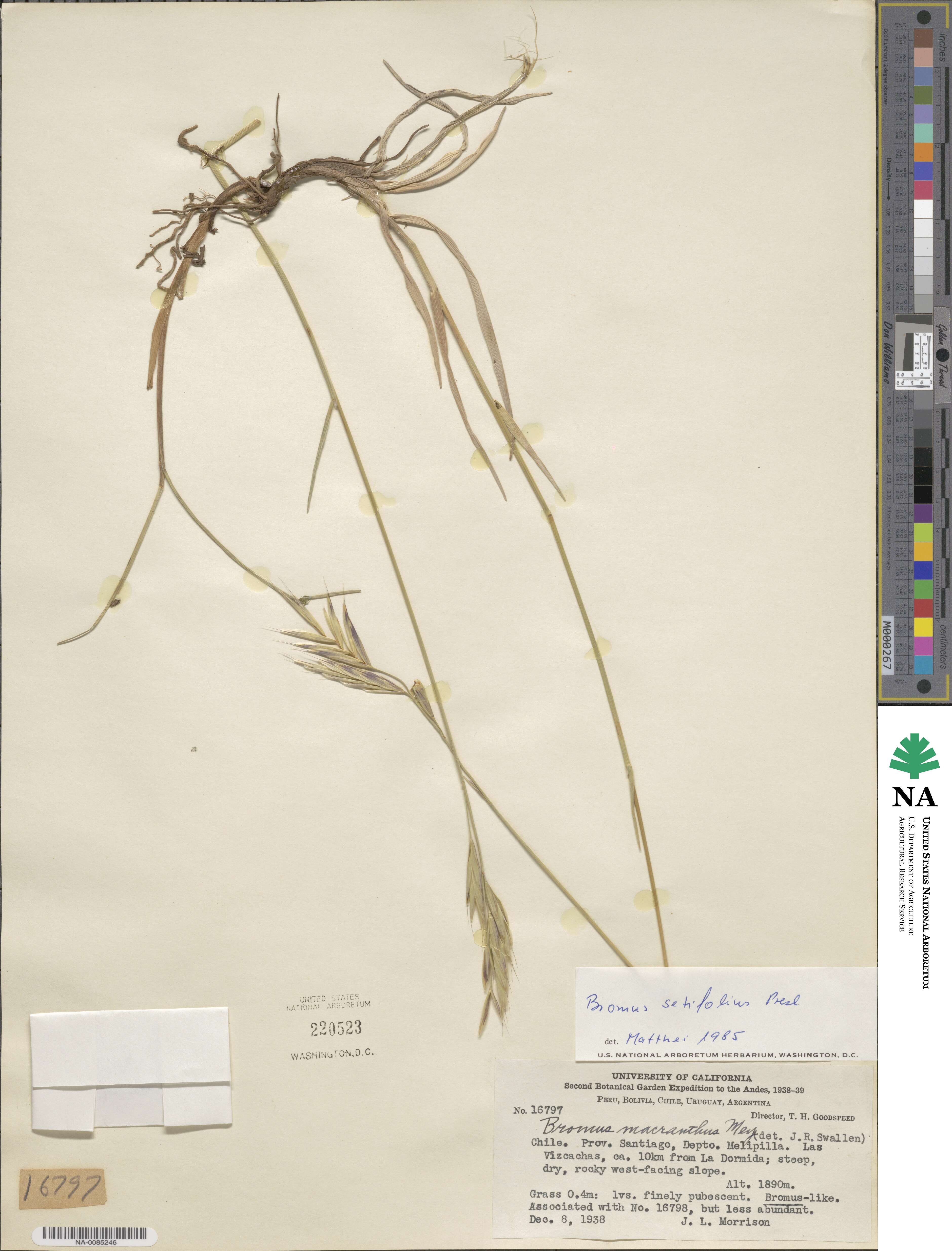 Bromus setifolius image