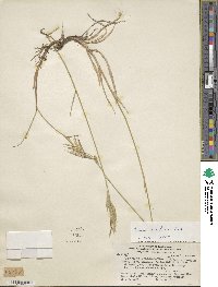 Bromus setifolius image