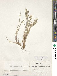 Bromus setifolius image