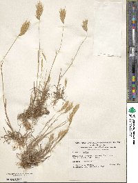 Bromus hordeaceus image