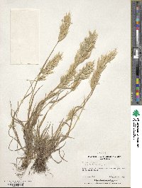 Bromus hordeaceus image