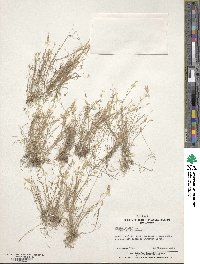 Bromus hordeaceus subsp. hordeaceus image