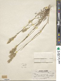 Bromus hordeaceus subsp. hordeaceus image