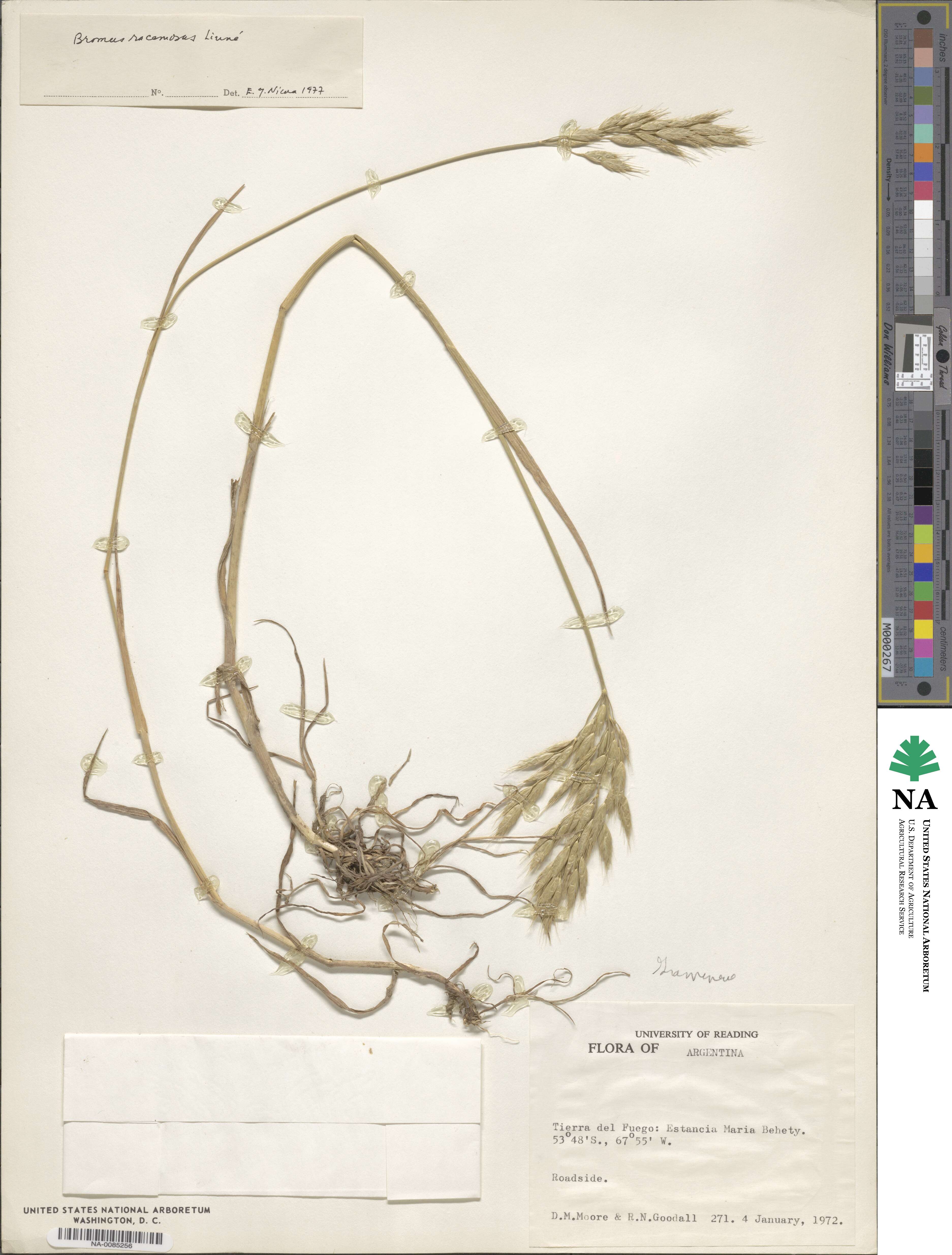 Bromus racemosus image