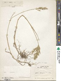 Bromus racemosus image