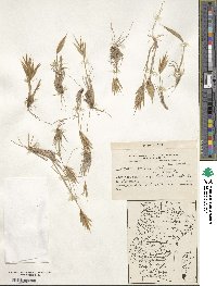 Bromus setifolius image