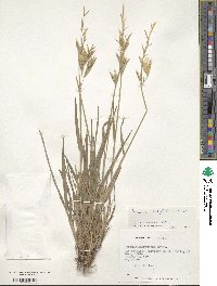 Bromus setifolius image