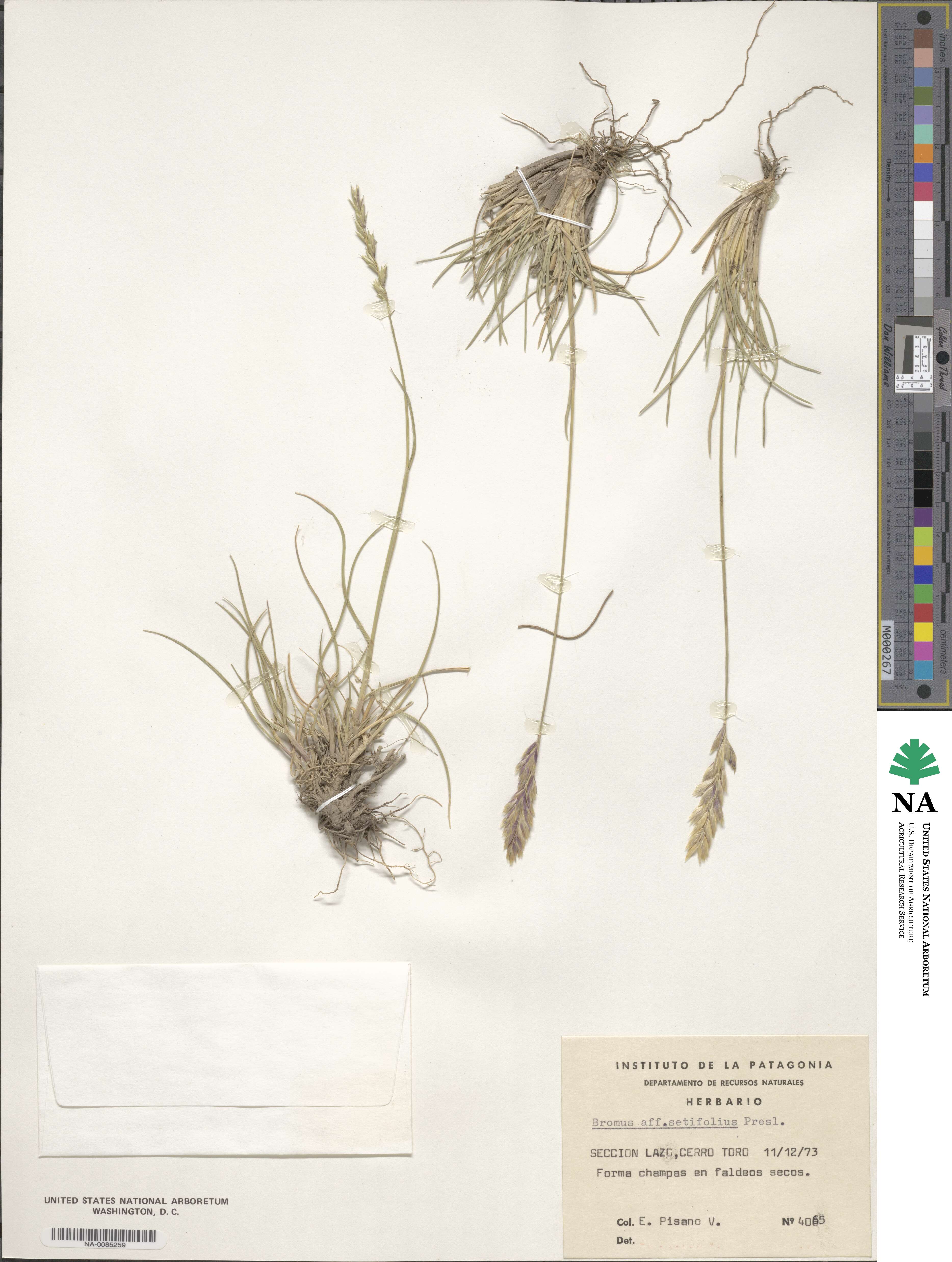 Bromus setifolius image