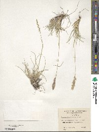 Bromus setifolius image