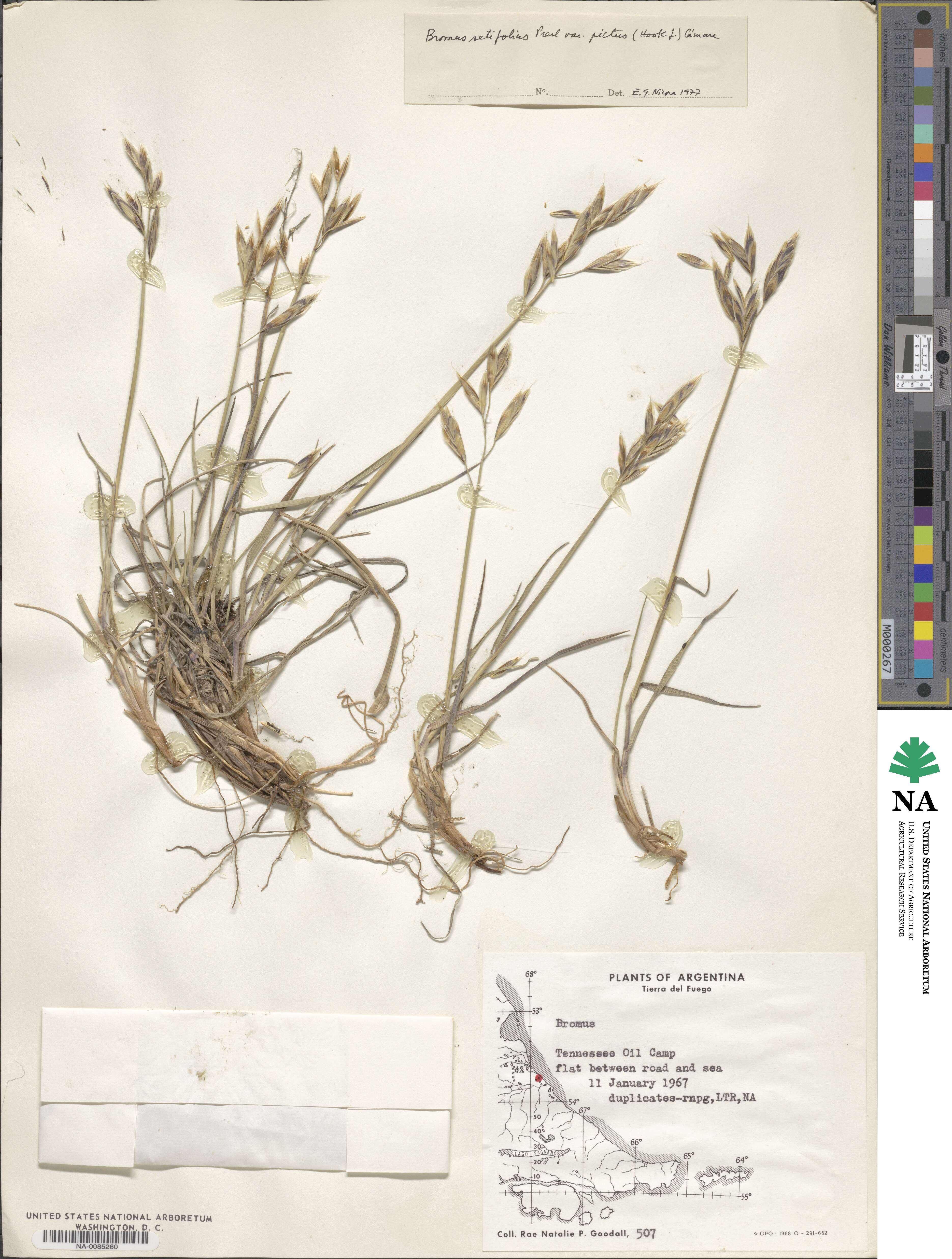 Bromus setifolius image