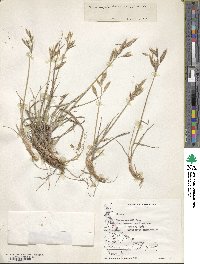 Bromus setifolius image