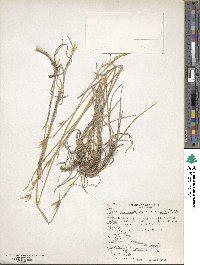 Bromus setifolius image