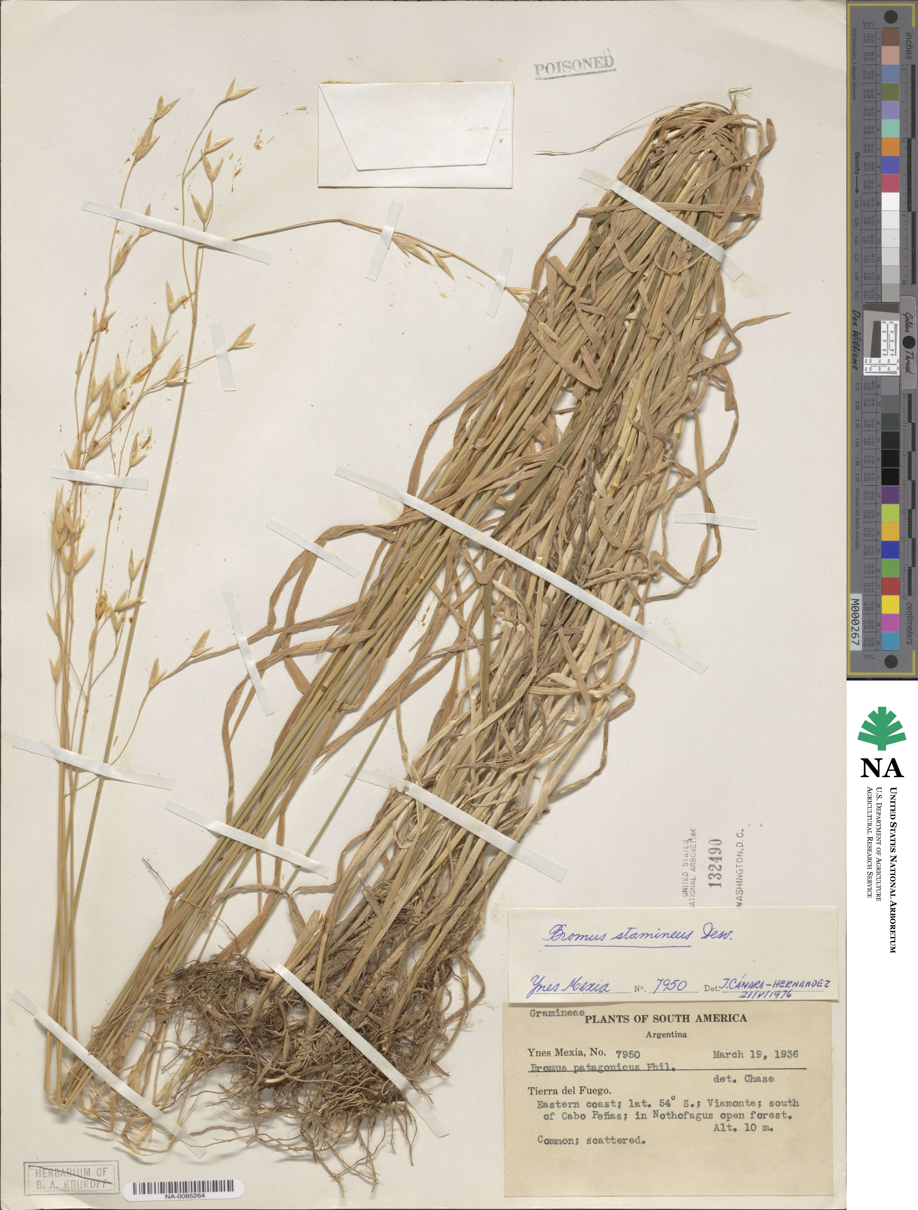 Bromus cebadilla image