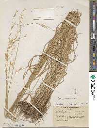 Bromus cebadilla image