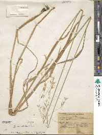 Bromus cebadilla image