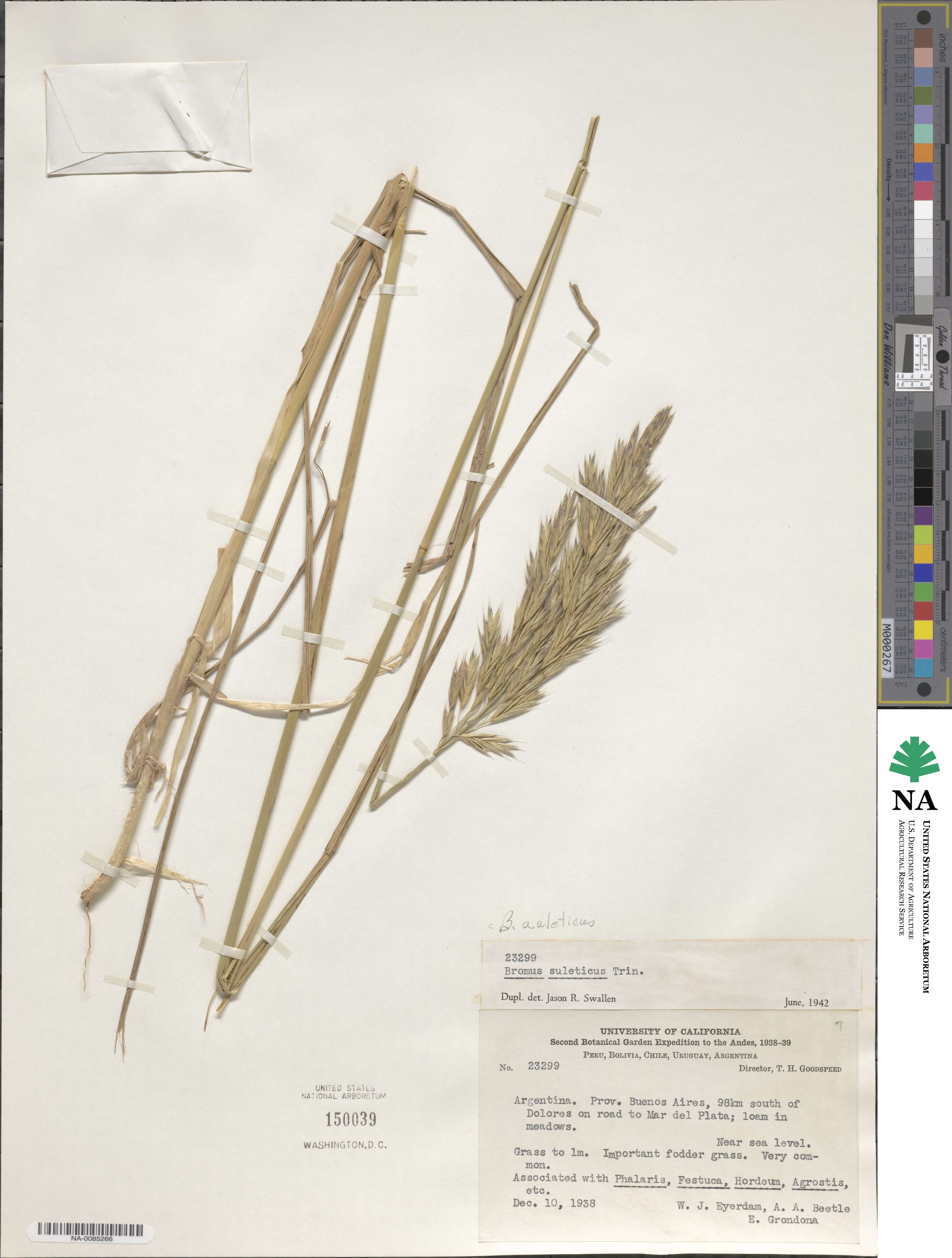Bromus auleticus image