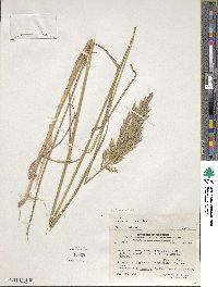 Image of Bromus auleticus