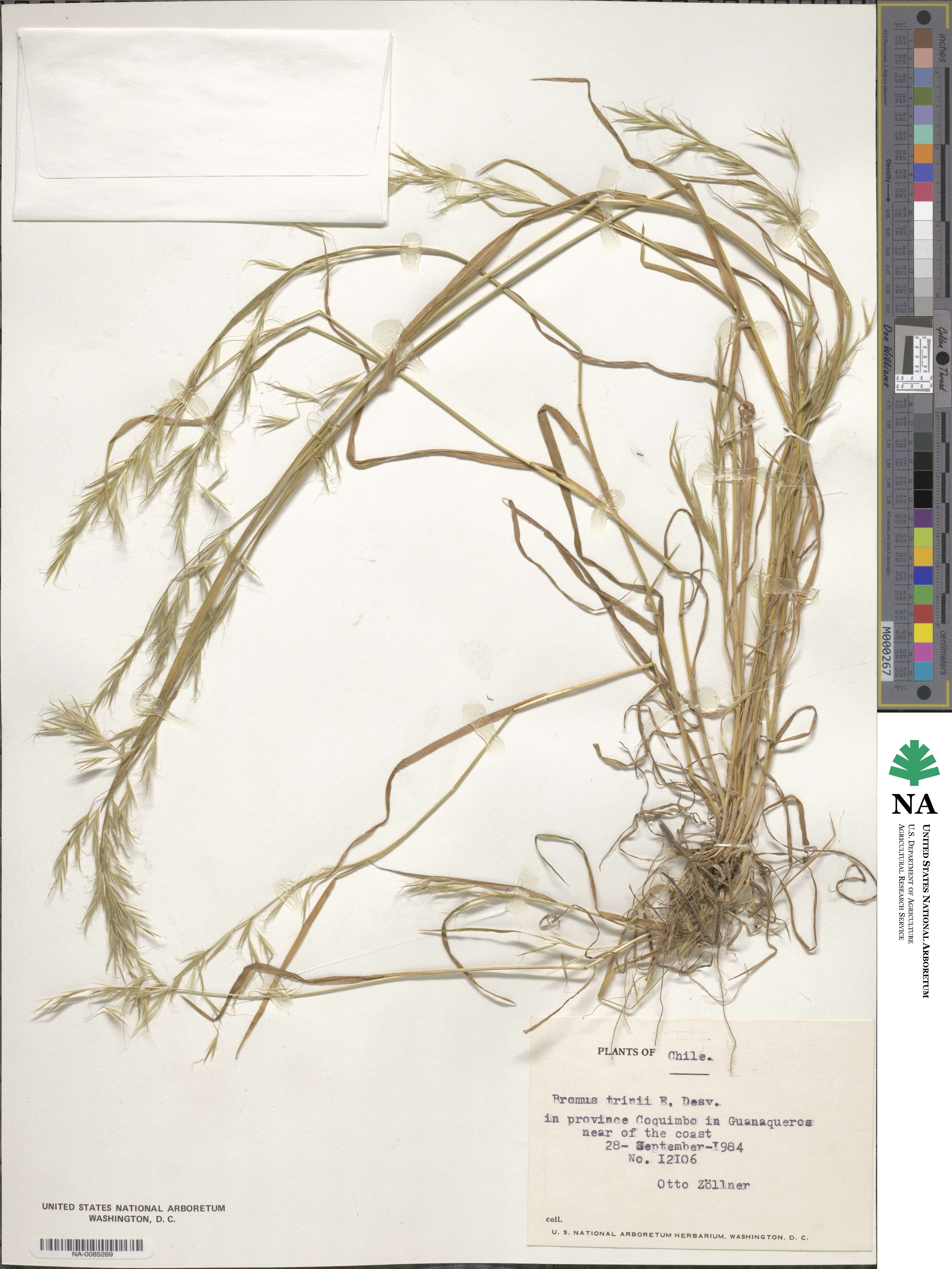 Bromus image