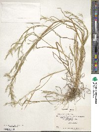 Bromus berteroanus image