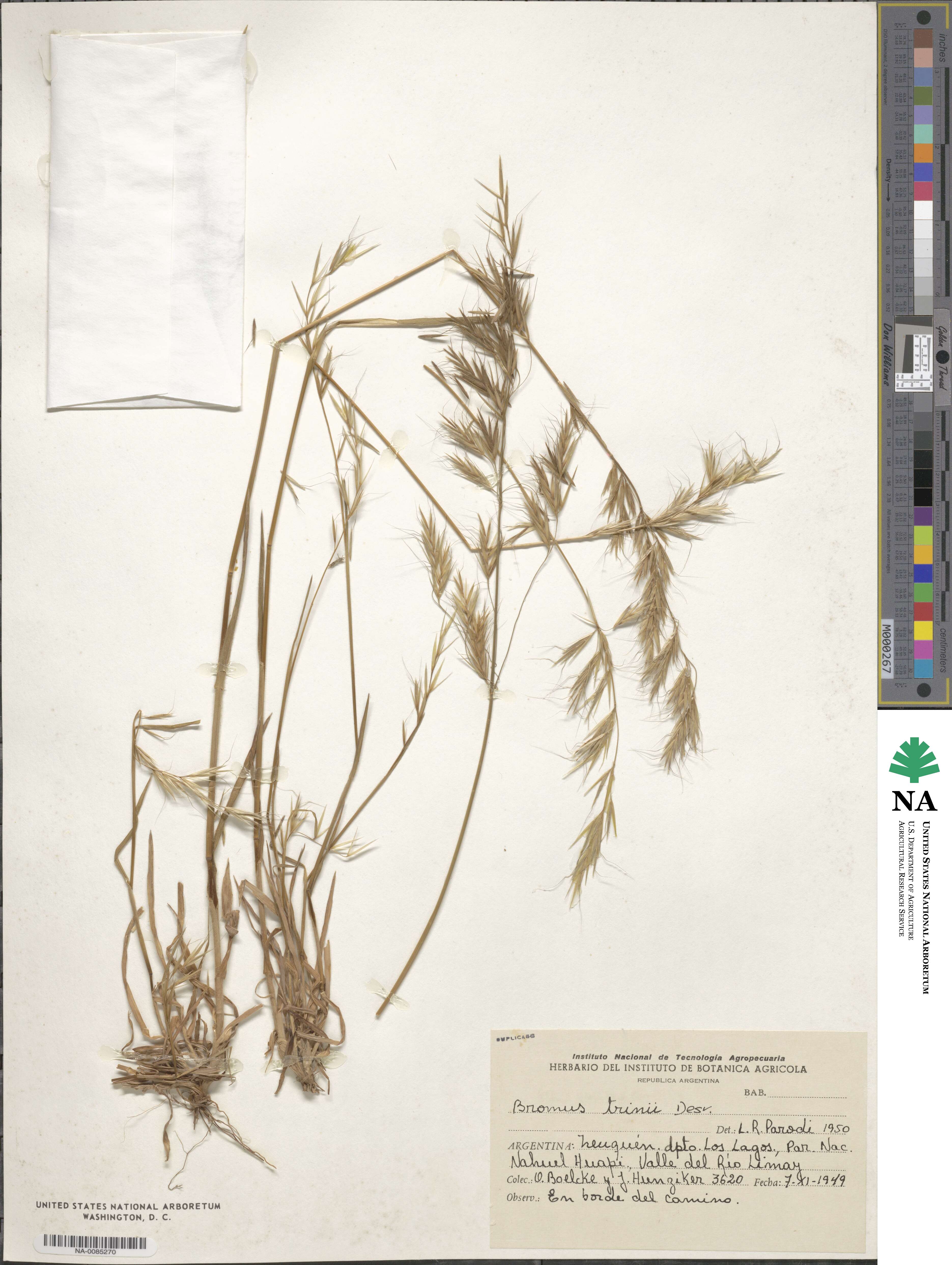 Bromus berteroanus image