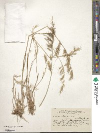 Bromus berteroanus image