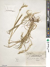 Bromus berteroanus image