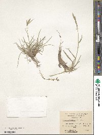 Bromus catharticus image