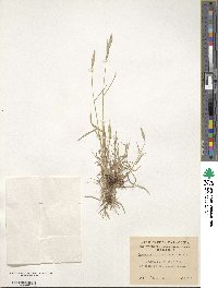 Bromus catharticus var. catharticus image