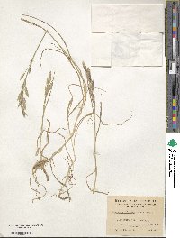 Bromus catharticus image