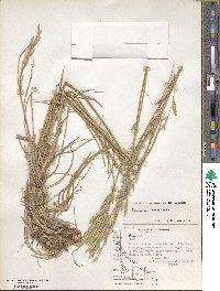 Bromus catharticus image