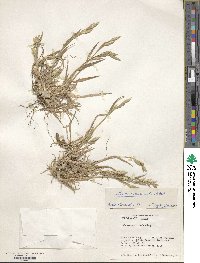 Bromus catharticus image