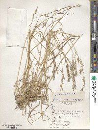 Bromus catharticus var. catharticus image