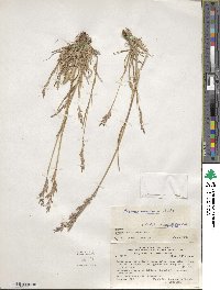 Bromus catharticus image