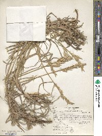 Bromus catharticus image