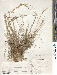 Bromus catharticus image