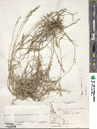 Bromus catharticus var. catharticus image