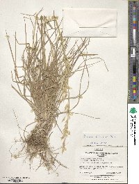 Bromus catharticus var. catharticus image