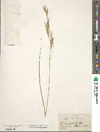 Bromus erectus image