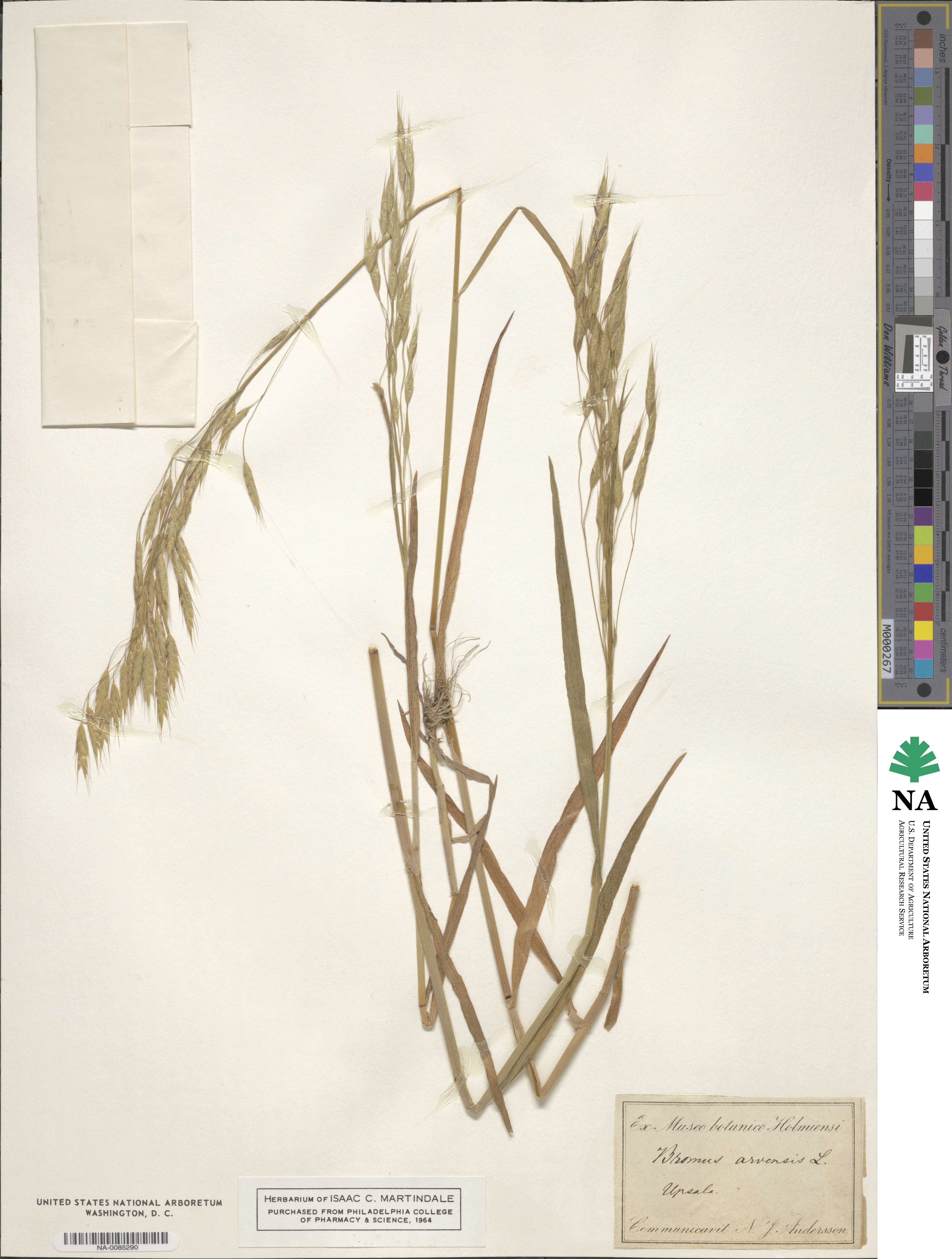 Bromus arvensis image