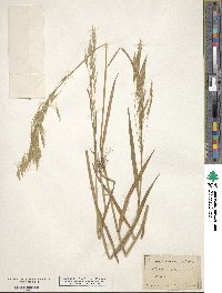 Bromus arvensis image