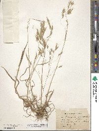 Bromus arvensis image