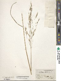 Bromus arvensis image