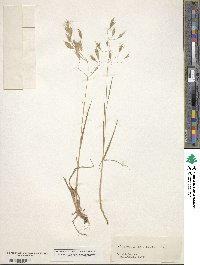 Bromus arvensis image