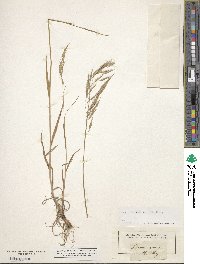 Bromus arvensis image