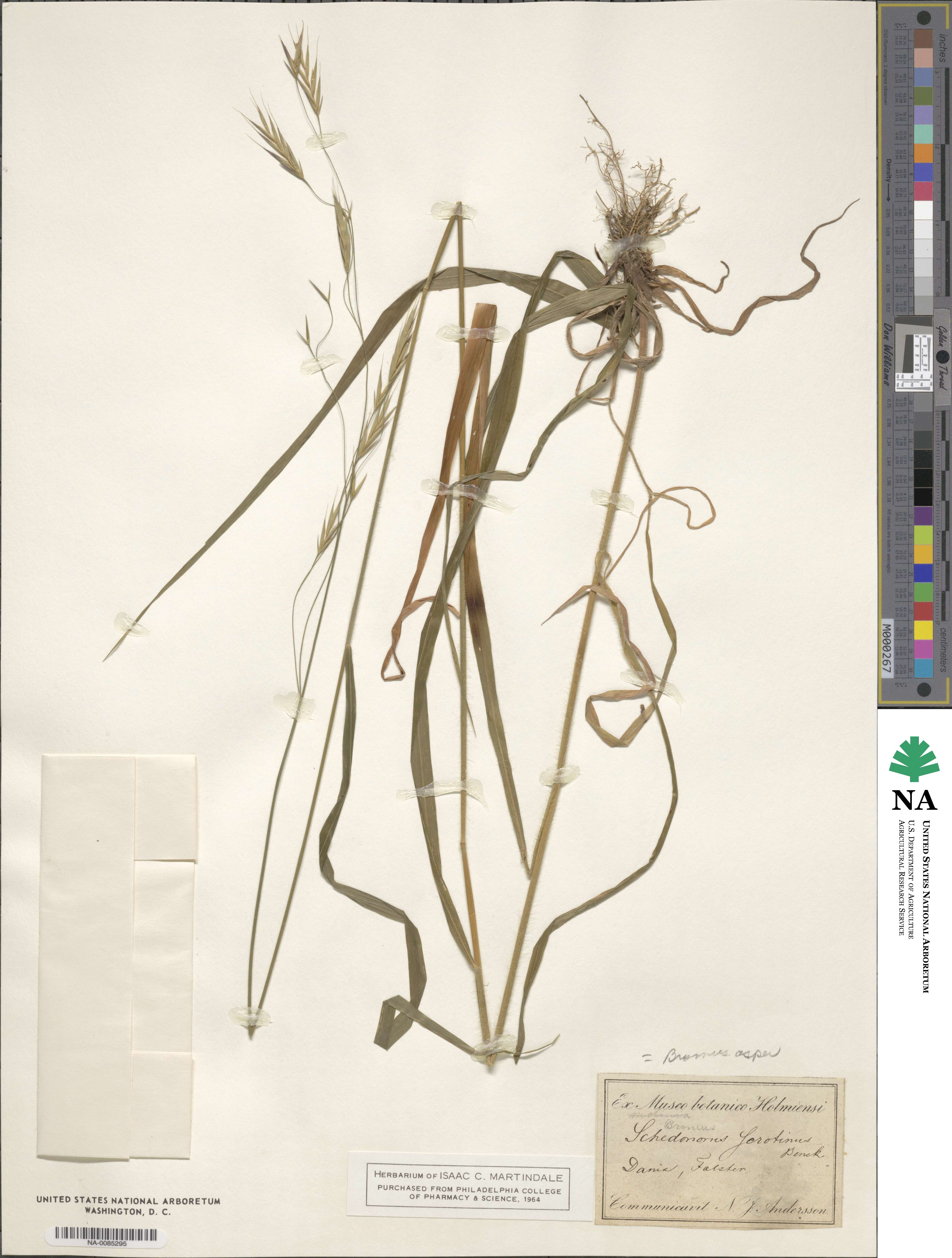Bromus ramosus subsp. ramosus image