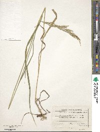 Bromus benekenii image