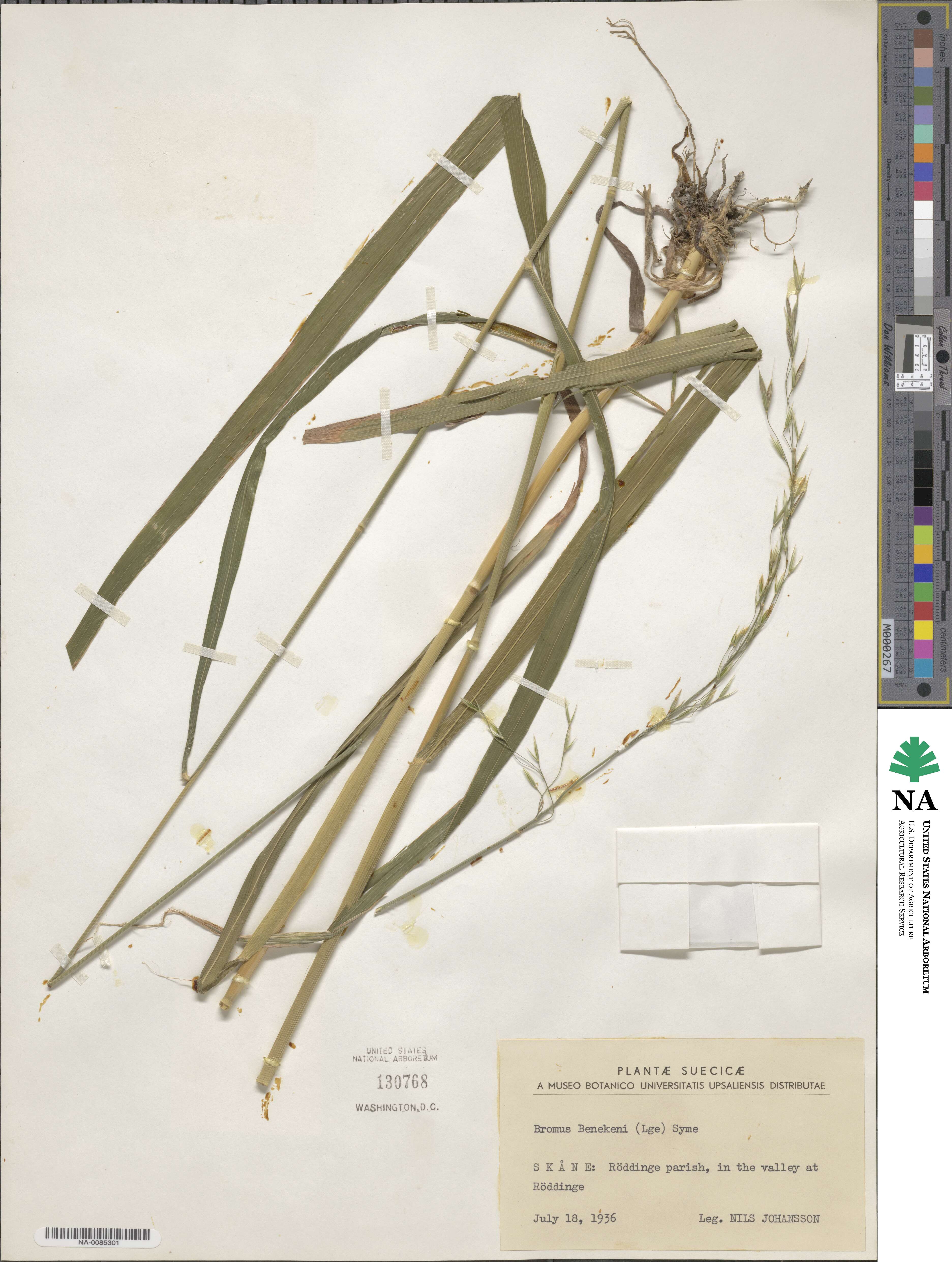 Bromus benekenii image