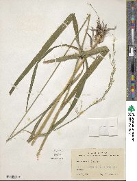 Bromus benekenii image