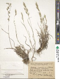 Bromus commutatus image