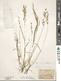 Bromus commutatus image